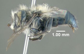 Media type: image; Entomology 610958   Aspect: habitus lateral view